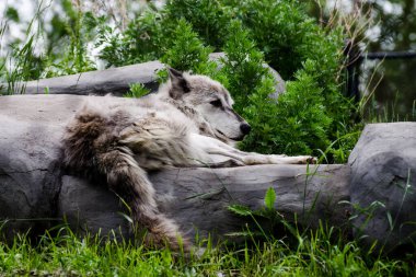 A grey wolf lying in the grass at the Assiniboine Park Zoo, Winnipeg, Manitoba, Canada
