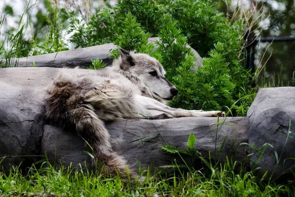 Lobo Cinzento Deitado Relva Jardim Zoológico Assiniboine Park Winnipeg Manitoba — Fotografia de Stock