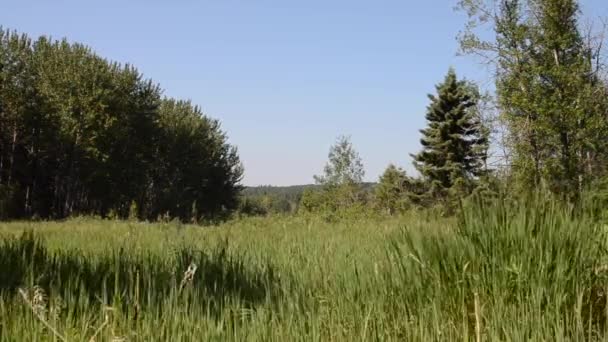 Prachtig Uitzicht Shell River Valley Wandelweg Bij Duck Mountain Provincial — Stockvideo