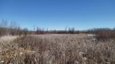 Assiniboine Ormanında Bahar Eriyen Karlar ve Aspen Ağaçları