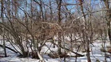 Assiniboine Ormanında Bahar Eriyen Karlar ve Aspen Ağaçları