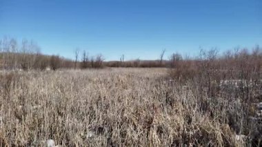 Assiniboine Ormanında Bahar Eriyen Karlar ve Aspen Ağaçları