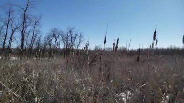 Assiniboine Ormanında Bahar Eriyen Karlar ve Aspen Ağaçları