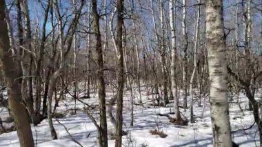 Assiniboine Ormanında Bahar Eriyen Karlar ve Aspen Ağaçları