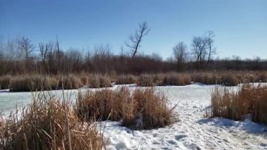 Assiniboine Ormanında Bahar Eriyen Karlar ve Aspen Ağaçları