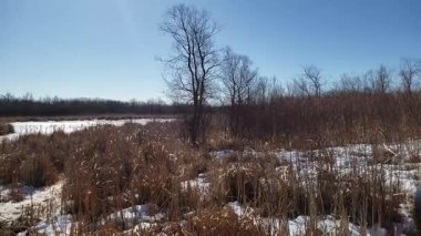 Assiniboine Ormanında Bahar Eriyen Karlar ve Aspen Ağaçları