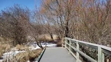 Assiniboine Ormanında Bahar Eriyen Karlar ve Aspen Ağaçları