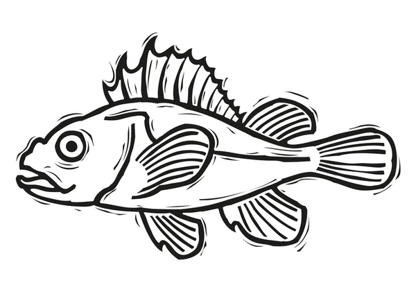 Redfish — Stock Vector