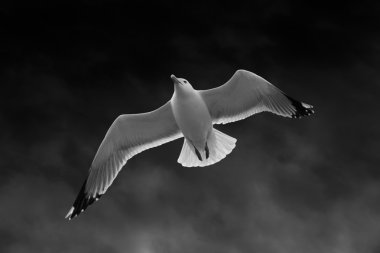 Martı üzerinde siyah sky