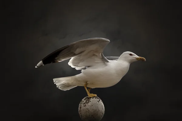 King Of Gulls — Stock Photo, Image