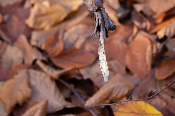 Feuilles Sèches Sur Arbre — Photo