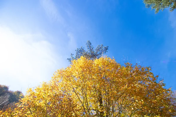 Árvore Uma Floresta Outono — Fotografia de Stock