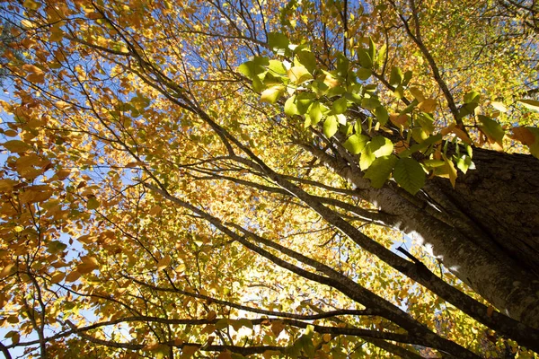 Árvores Outono Amarelas Uma Floresta — Fotografia de Stock