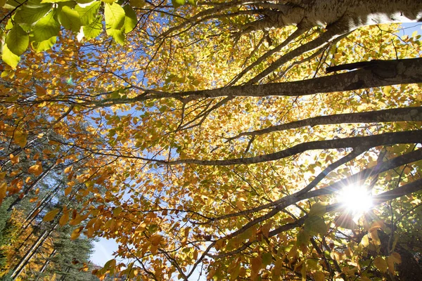 青い空の風景の黄色の葉 — ストック写真