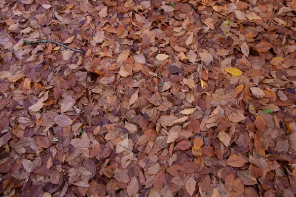 Viel Laub Mit Herbstlichem Hintergrund — Stockfoto