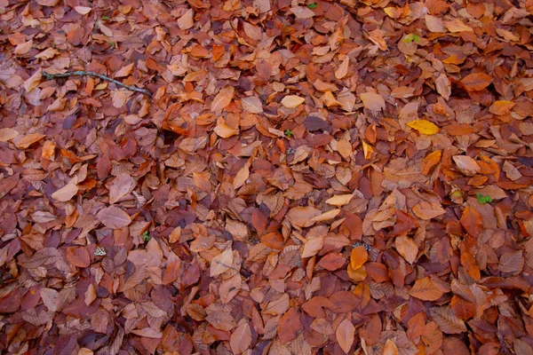 Viel Laub Mit Herbstlichem Hintergrund — Stockfoto