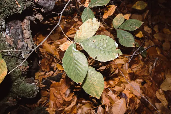 Grüne Blätter Ist Makro Wald — Stockfoto