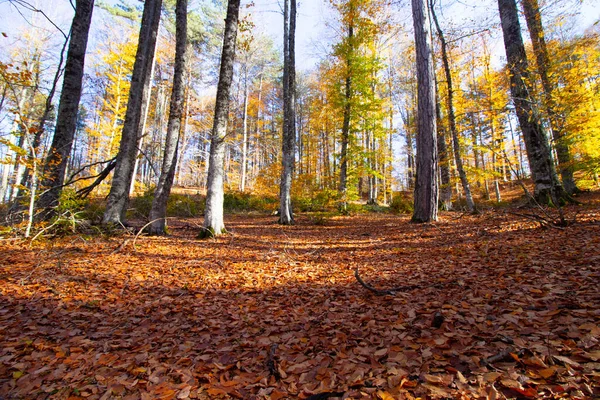 Yaprakları olan ağaçlar sonbahar manzarası
