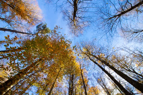 Mavi Gökyüzü Ile Farklı Renkte Ağaç — Stok fotoğraf