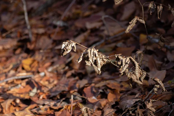 Gele Bladeren Macro Het Najaar — Stockfoto