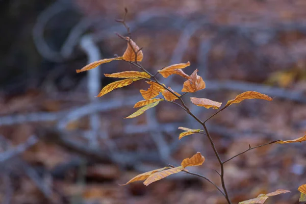 Yellow Leaves Macro Autumn Season — Stock Photo, Image