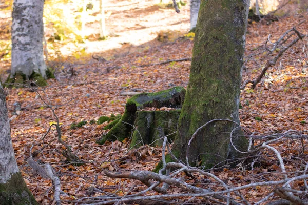 Grüner Baumstamm Wald — Stockfoto