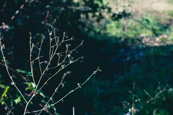 Ветви Макро Лесу — стоковое фото
