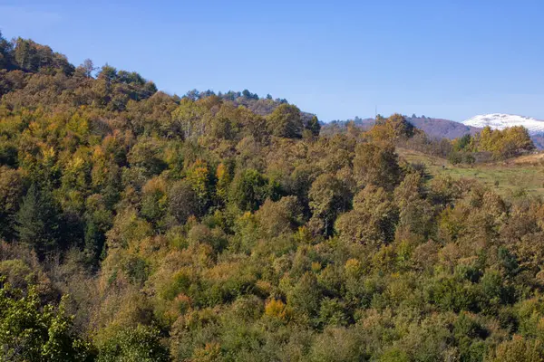 Πράσινα Και Κίτρινα Δέντρα Μπλε Ουρανό — Φωτογραφία Αρχείου