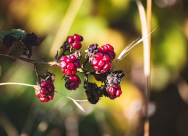 kırmızı böğürtlen ve güneşli makro