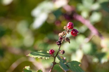 Kırmızı böğürtlen ormanda makrodur.