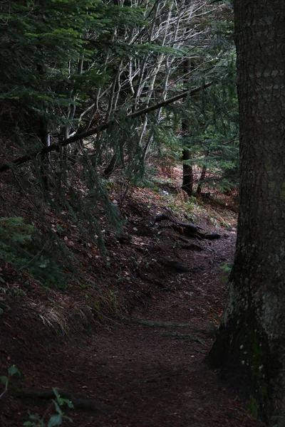 Chemin Arbres Dans Forêt — Photo