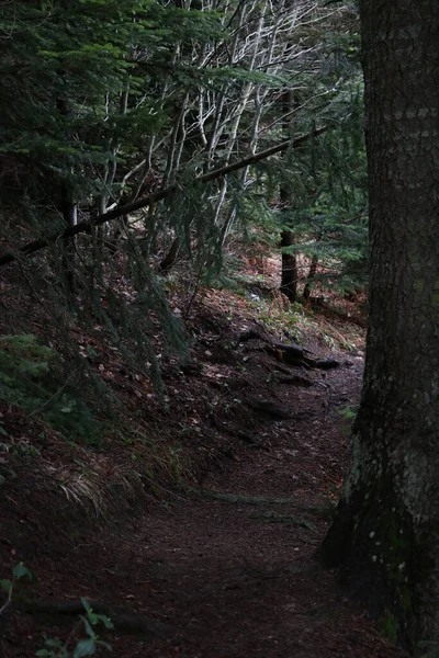 Weg Und Bäume Wald — Stockfoto