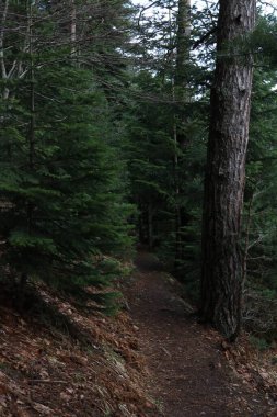 Orman manzarasında yol ve ağaçlar