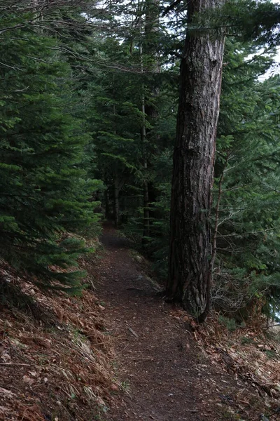 Straße Und Bäume Waldlandschaft — Stockfoto