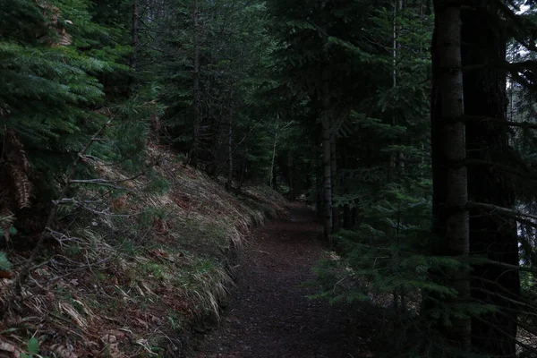 Chemin Avec Arbres Dans Paysage Forestier — Photo