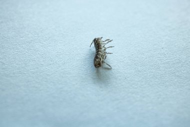 Böcek hayvanı makro fotoğraftır.