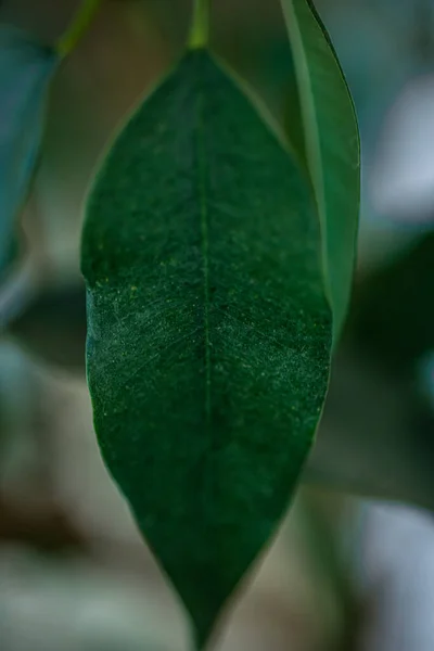 Green Leave Makro Photo — Stock fotografie