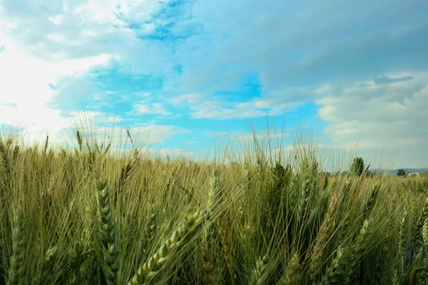 Пшениця Небесним Пейзажем Лісі — стокове фото