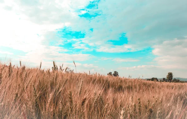 Пшениця Небесним Пейзажем Лісі — стокове фото