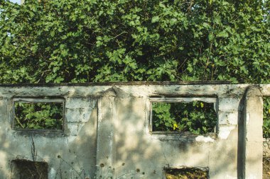 Yeşil ağaçlı pencere manzarası