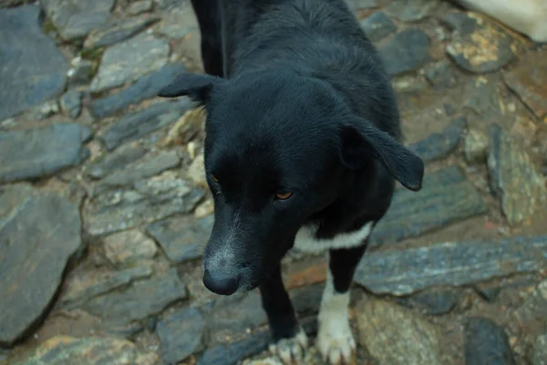 Obdachloser Schwarzer Und Weißer Hund — Stockfoto