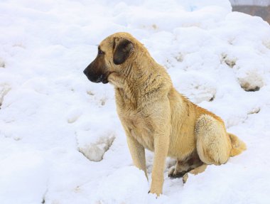 Sarı köpek karlı bir portre.
