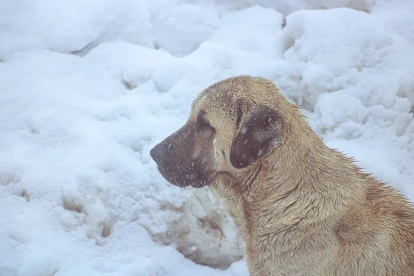 黄色い犬は雪の肖像画です — ストック写真