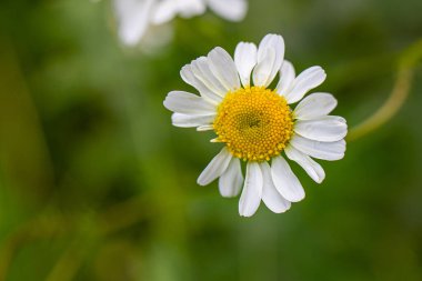 Bahçeli bir sürü papatya