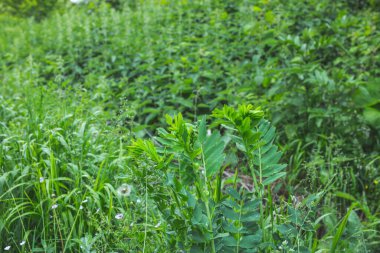 Yapraklı yeşil çimen