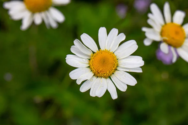 Sarı ve beyaz papatya renkli makro fotoğraf.