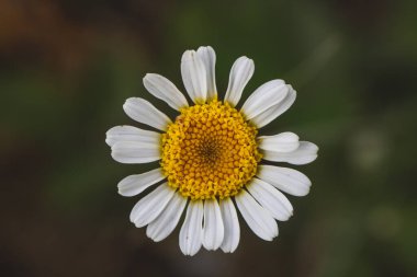Bahçedeki güzel beyaz papatya çiçeği