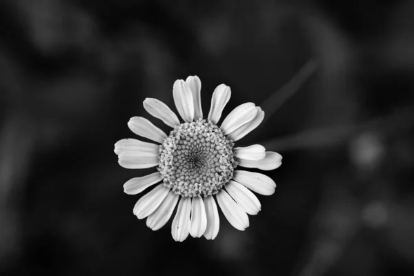 Close Λευκά Λουλούδια Μαργαρίτα Μαύρο Και Πράσινο Μακροεντολή — Φωτογραφία Αρχείου