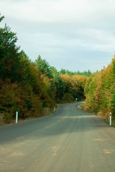 Road Forest — Stock Photo, Image