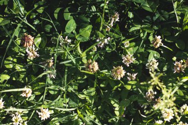 İlkbaharın çiçekleri, tarlanın sığ derinliğine dikkat edin